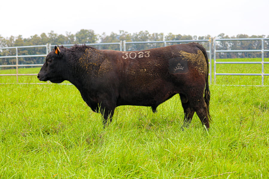 Lote ABERDEEN ANGUS SA - Angus NEGROS