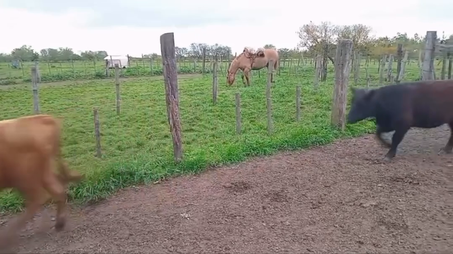 Lote 27 Novillitos