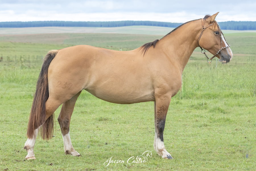 Lote Nirvana De Los Recuerdos