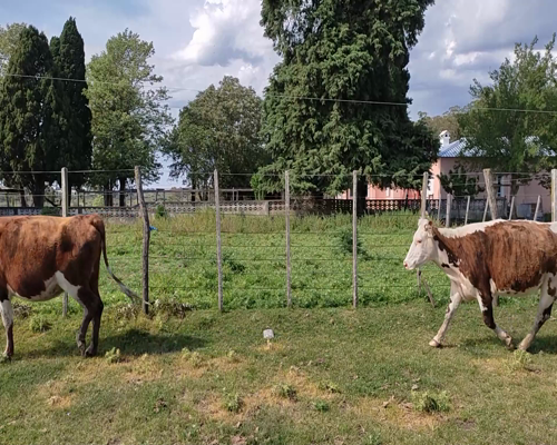 Lote (Vendido)3 Vaquillonas Vacas Preñadas 3 HE X NO a remate en #11 Remate de Pantalla 390kg - , Colonia