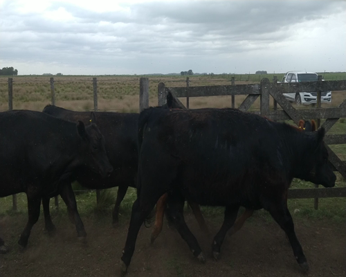 Lote 20 Vaquillonas Preñadas en Gral. Lamadrid, Buenos Aires