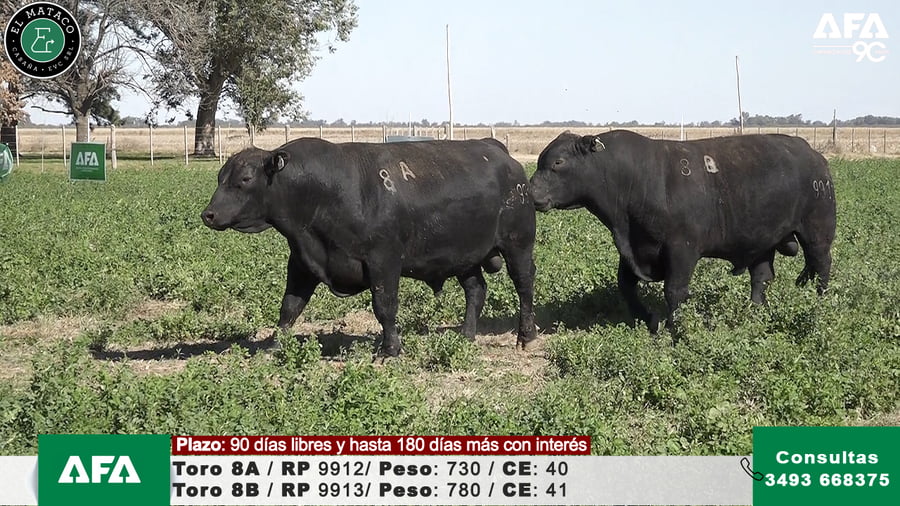 Lote """EL MATACO"" Toros"
