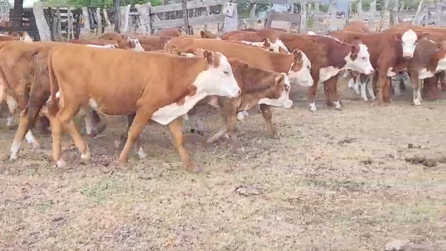 Lote 30 Terneros en Villaguay, Entre Ríos