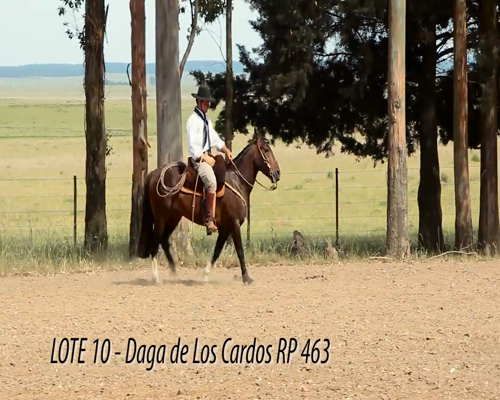 Lote DAGA DE LOS CARDOS