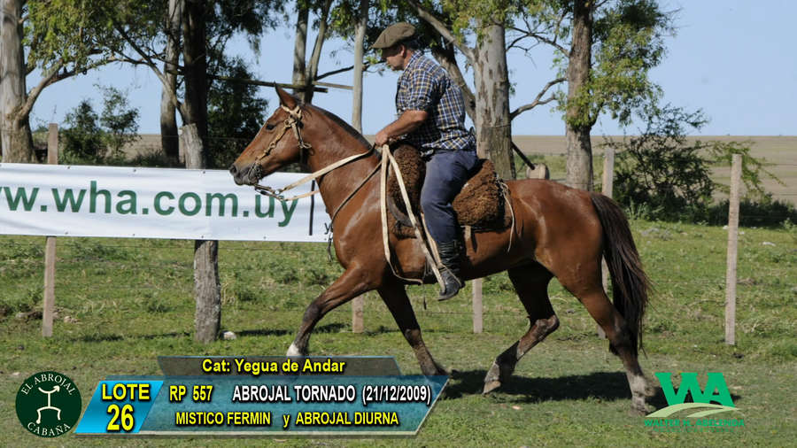 Lote ABROJAL TORNADO