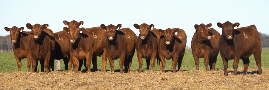 Lote VAQUILLONAS ANGUS PC PARICION PRIMAVERA