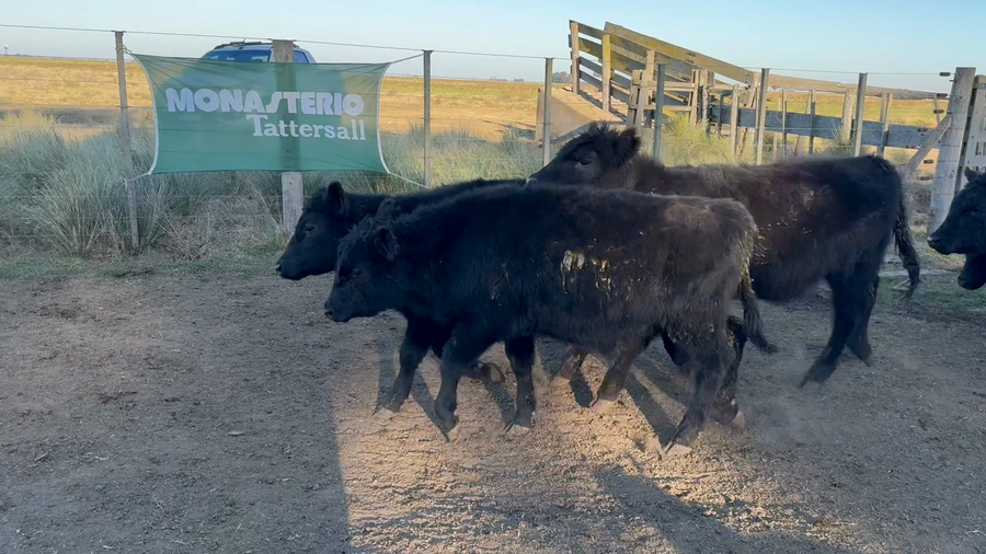 Lote 25 Terneros/as en Buenos Aires, Tres Arroyos