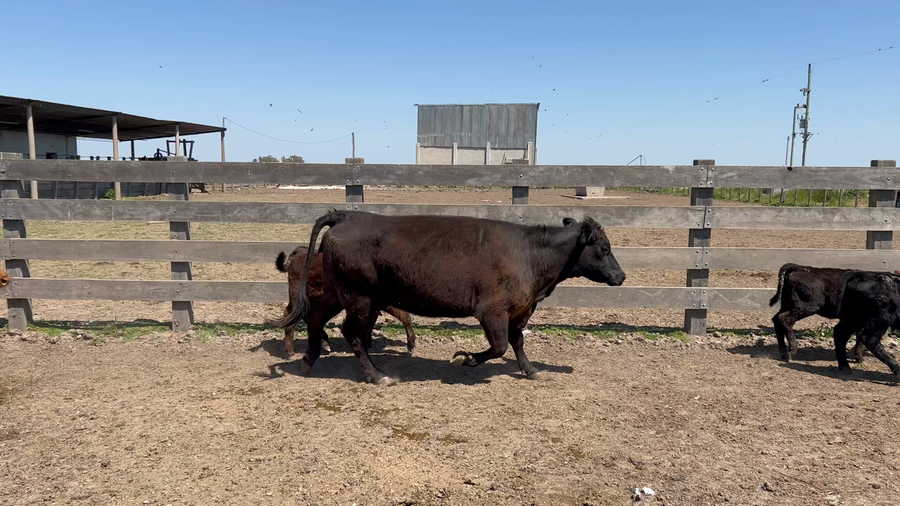 Lote 40 Piezas de cría en Puntas de Maciel, Florida