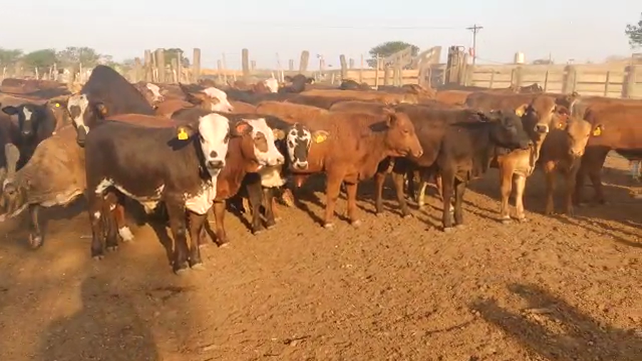 Lote 160 Terneros en Quimilí, Santiago del Estero