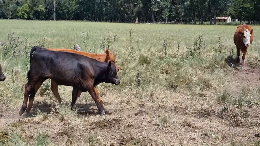 Lote 100 Terneros en Tornquist, Buenos Aires