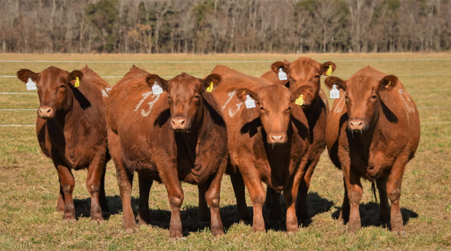 Lote Vaquillonas Angus PC Primavera