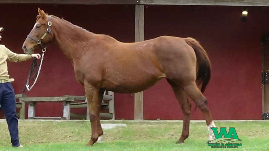 Lote KATRINA STORM (Usa)