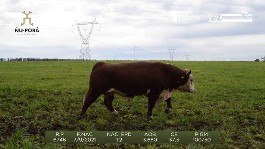 Lote Toros a remate en Remate anual Ñu Porá 2023, Paysandú