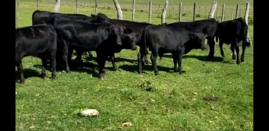 Lote 52 Terneros en Entre Ríos, Colón