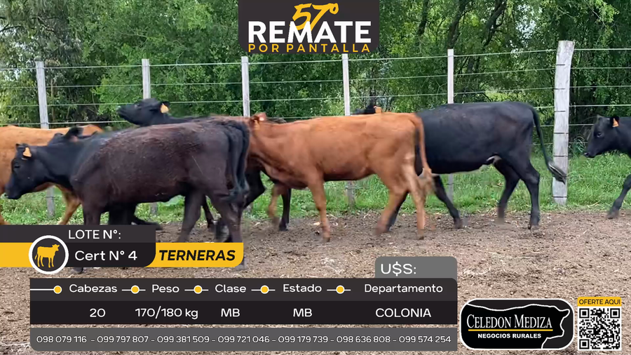 Lote 20 Terneras en Miguelete, Colonia
