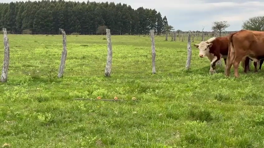 Lote 22 Vacas de invernar en Corrientes, Monte Caseros