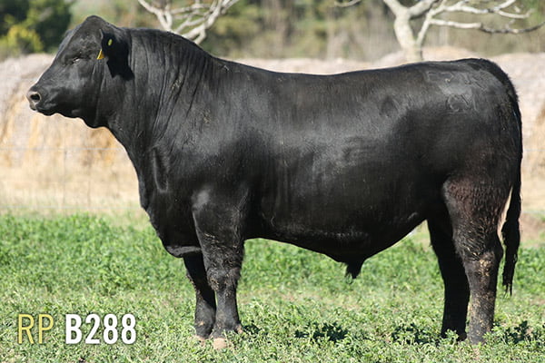 Lote 3 TOROS PUROS DE PEDIGREE