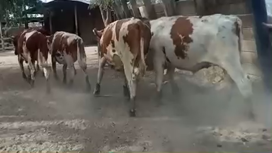 Lote 26 Novillo Engorda en Pirque, Región Metropolitana