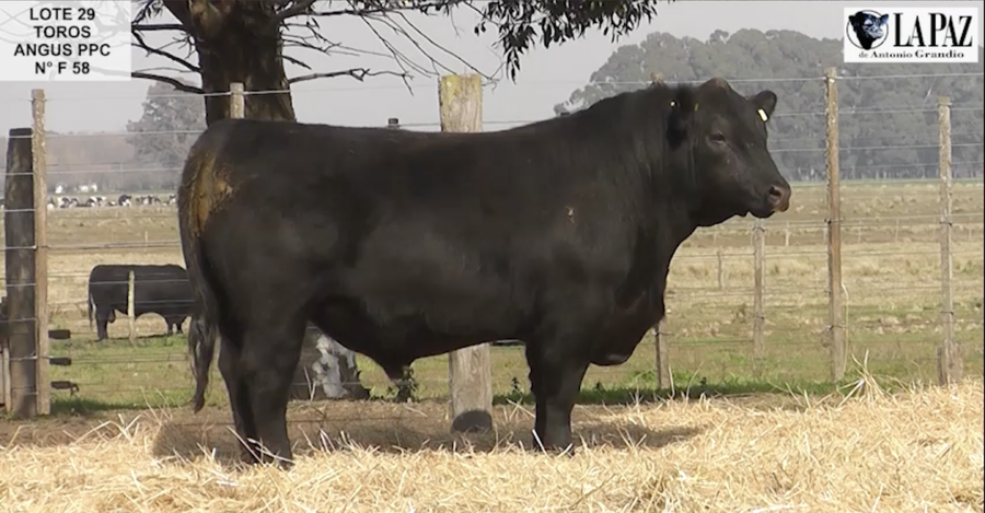 Lote TOROS PUROS POR CRUZA