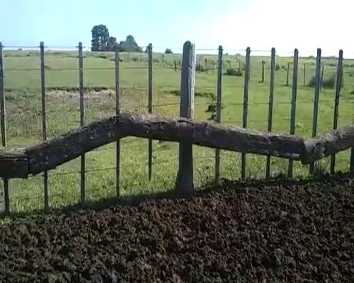 Lote 84 Terneros/as en Buenos Aires, Gral. Belgrano