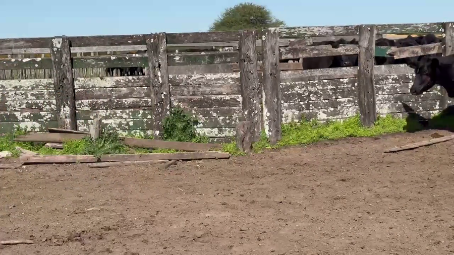 Lote 26 Vacas CUT con cría en Corrientes, Col. Libertad