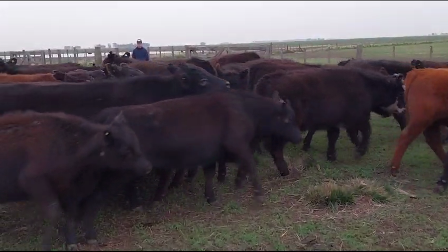 Lote Novillitos y vaquillonas en Chillar, Buenos Aires