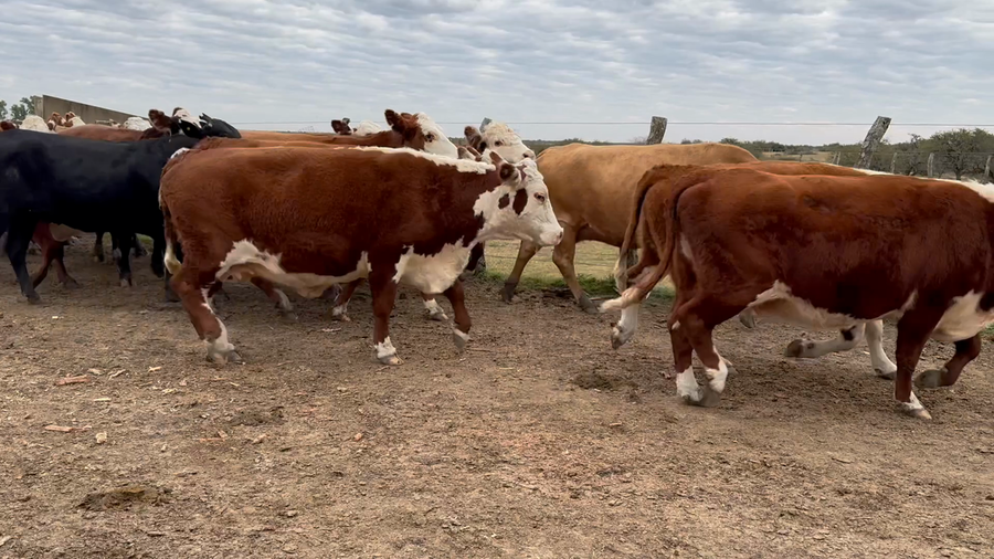 Lote 35 Vacas