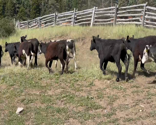 Lote 50 Novillo Engorda en Coyhaique, XI Región Aysén