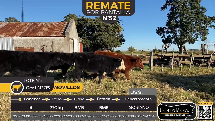 Lote 6 Novillos en Cuchilla del Perdido, Soriano