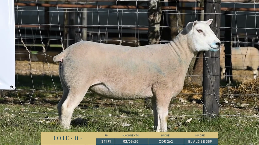 Lote Lote 11