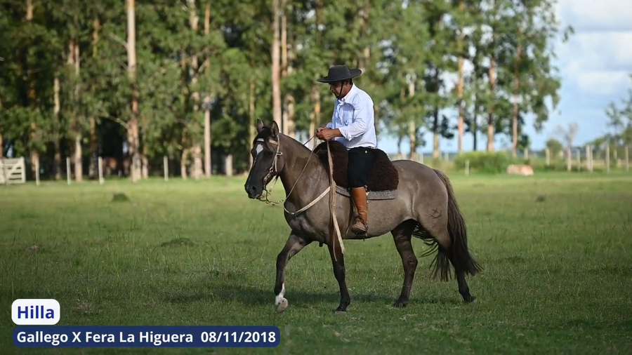 Lote Hilla