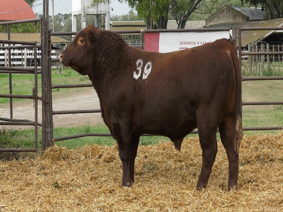 Lote TOROS ANGUS COLORADOS PC