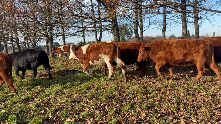 Lote 40 Vaquilla Engorda en Puyehue, X Región Los Lagos