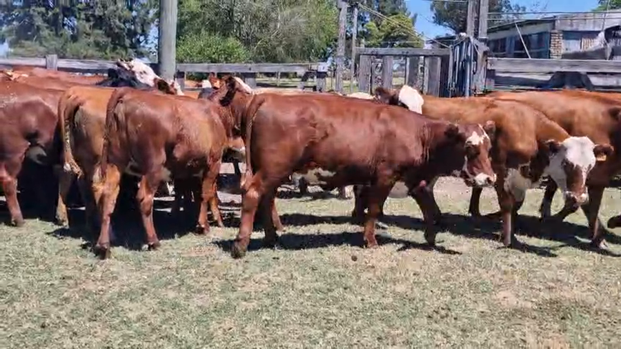 Lote 39 Vaquillonas  a remate en Pantalla Camy en Libertad