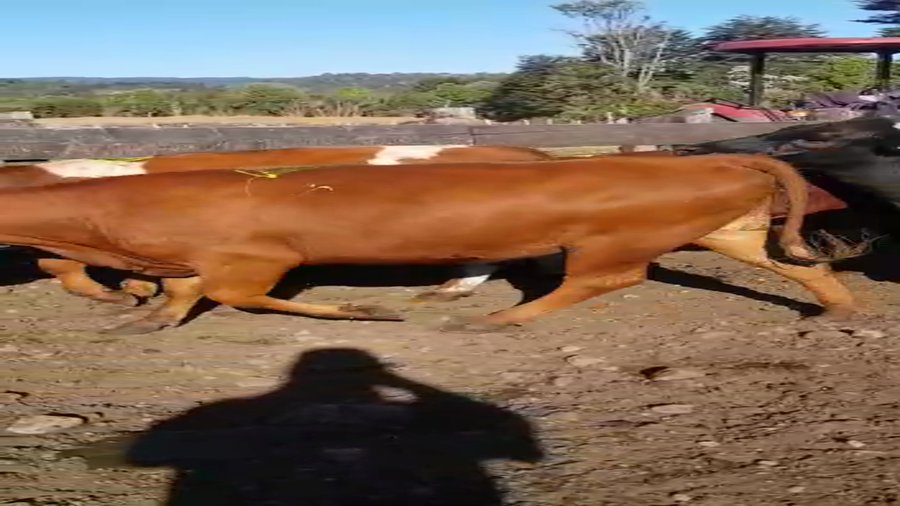 Lote 45 Vaquilla Gorda en Osorno, X Región Los Lagos