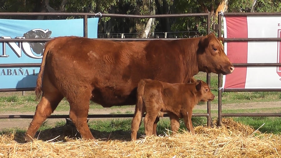 Lote VAQUILLONAS ANGUS  PP