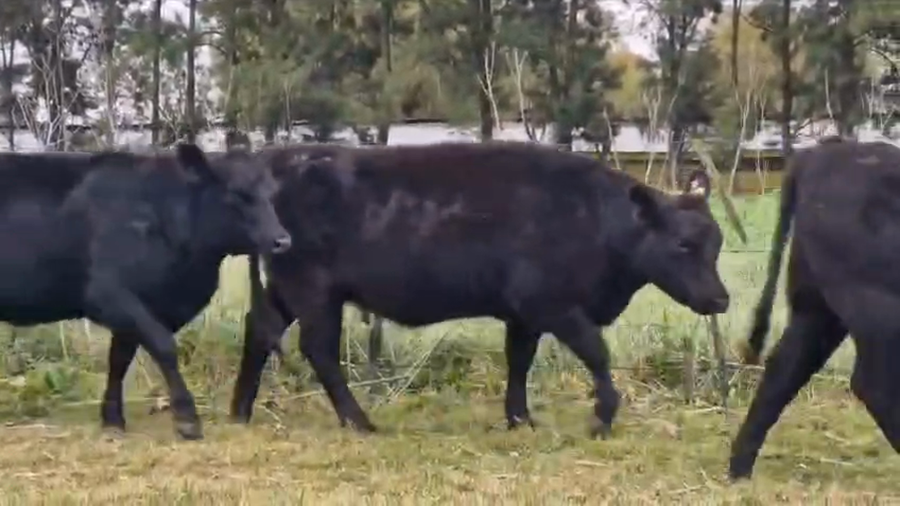 Lote 56 VAQ G/P (M.A.S)