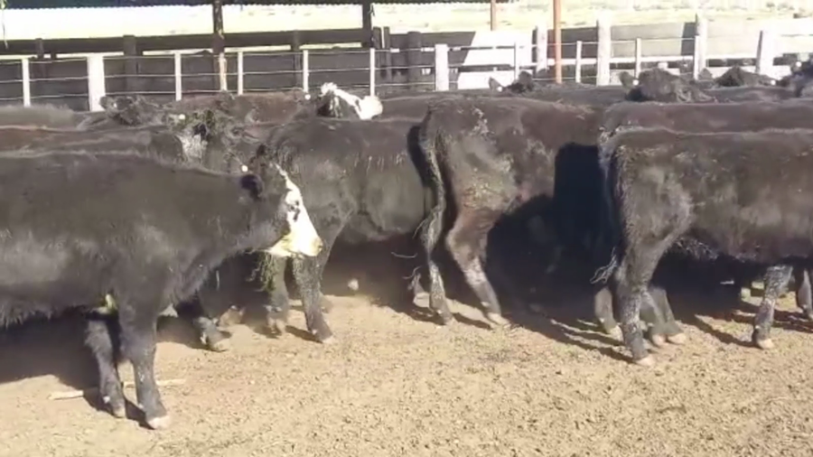 Lote 85 VAQUILLONAS, CNEL. SUAREZ, BS. AS.