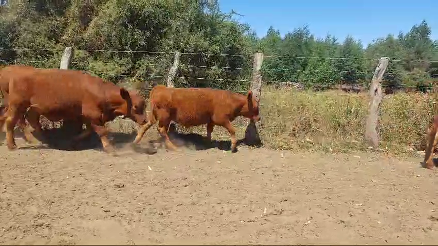 Lote 70 Terneros