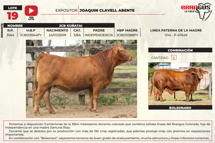Lote LOTE 19