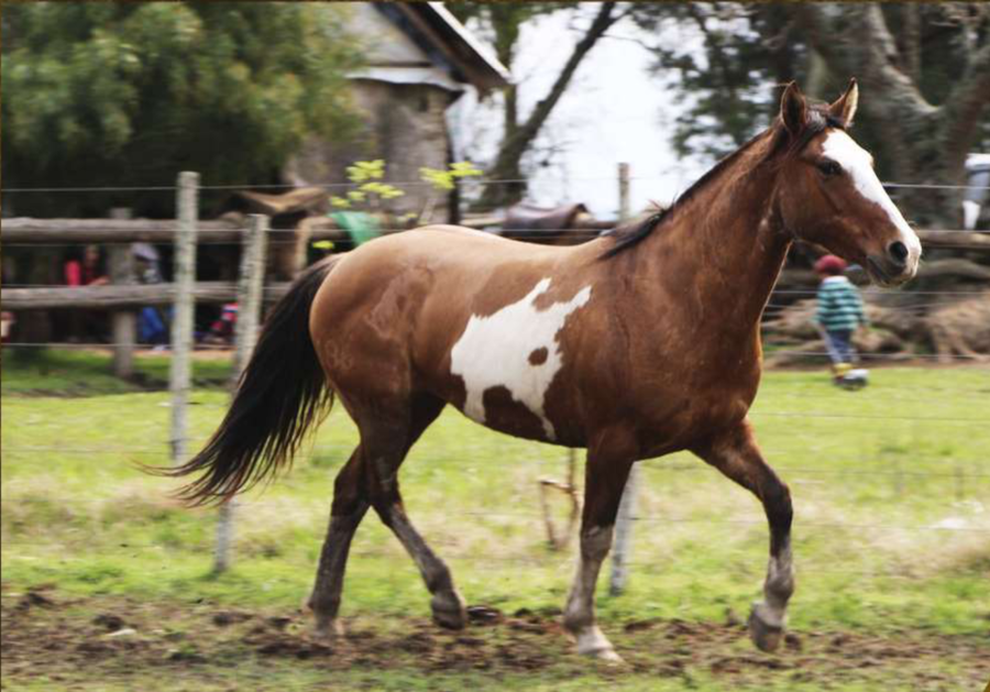 Lote Fragata del Conventos