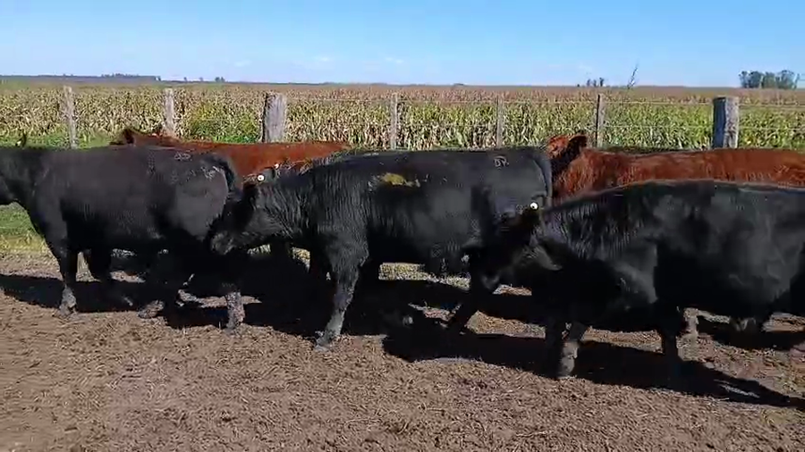 Lote 60 Terneros en Las Flores