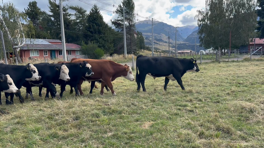 Lote 40 Novillo Engorda en Coyhaique, XI Región Aysén