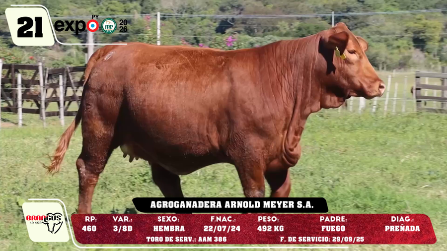 Lote LOTE 21