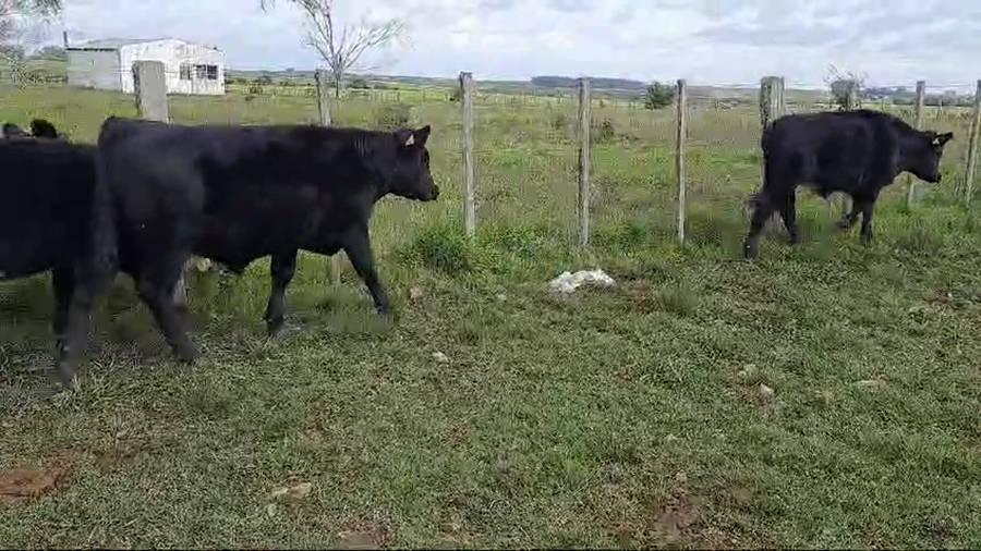 Lote 4 Terneros Angus a remate en 10º Subasta - CAB  215kg -  en Paraje Merino