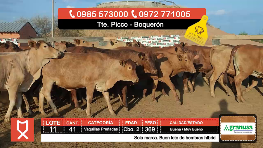 Lote (Vendido)41 Vaquillas Preñadas  a remate en Feria especial de Vaquillas Preñadas 369kg - , Boquerón