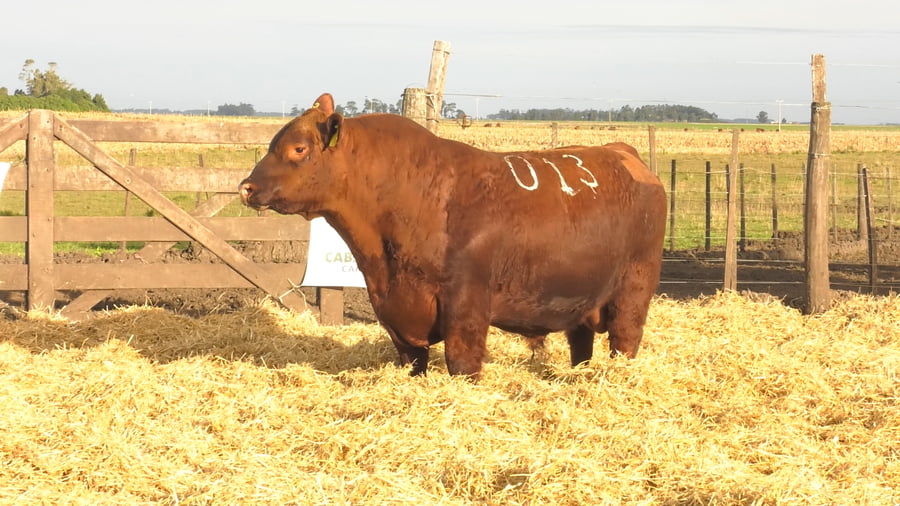 Lote Toros PC Colorados