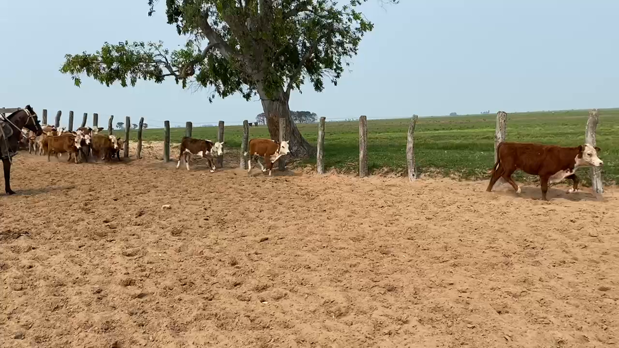 Lote 150 Terneros/as en Esquina, Corrientes
