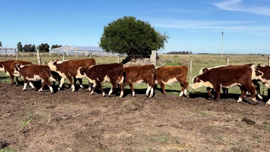 Lote TERNEROS Y TERNERAS