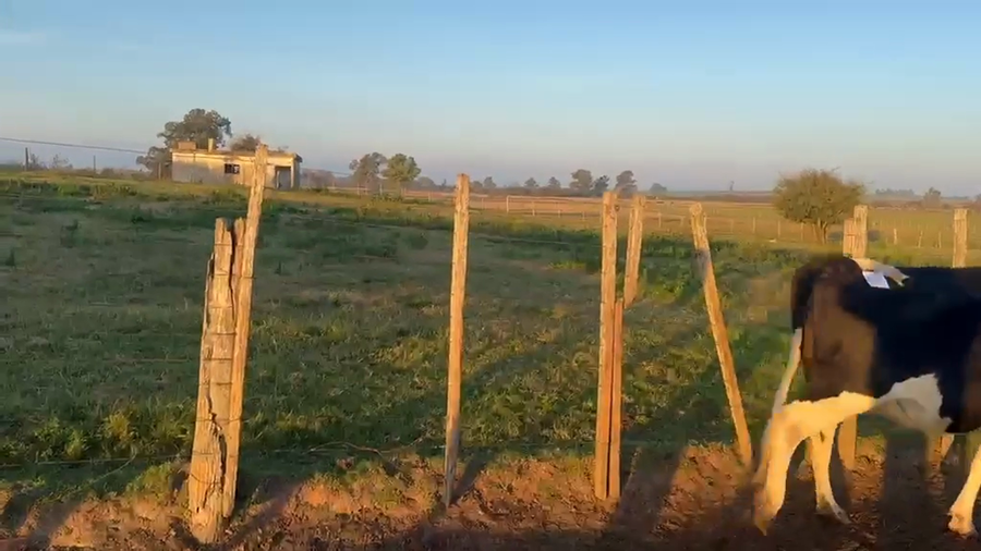 Lote 1 VACA LECHERA